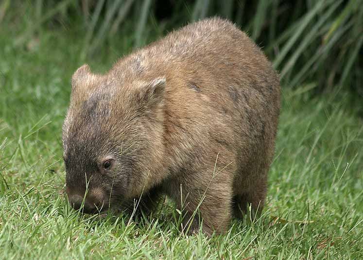 photo of a wombat
