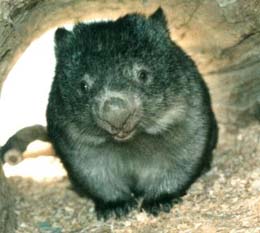 photo of a wombat crossing the road