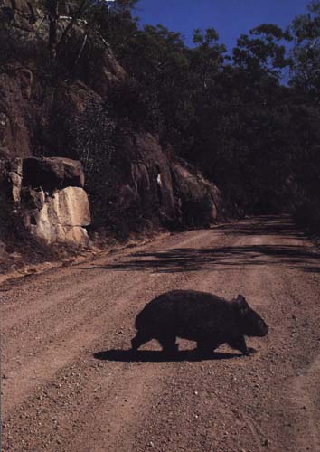 photo of a wombat crossing the road
