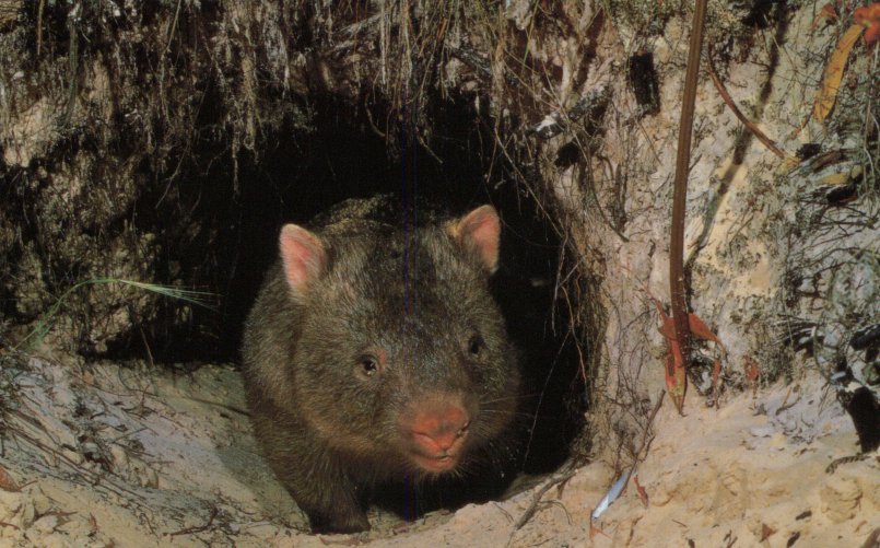 picture of a wombat